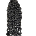 Burmese Curly